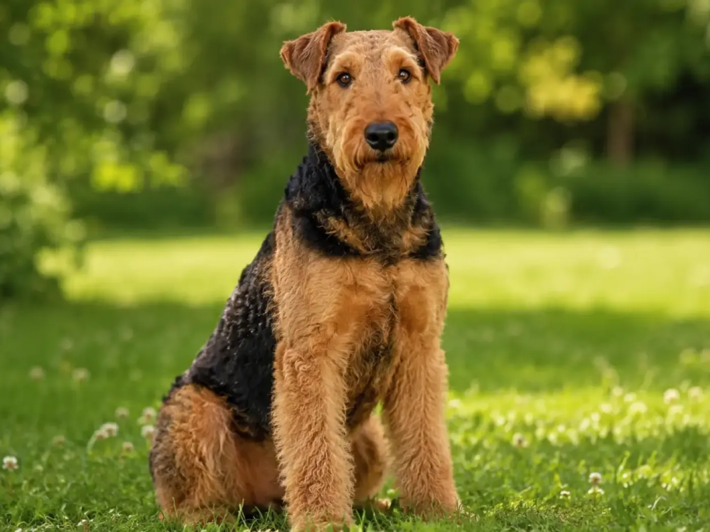 Airedale terrier
