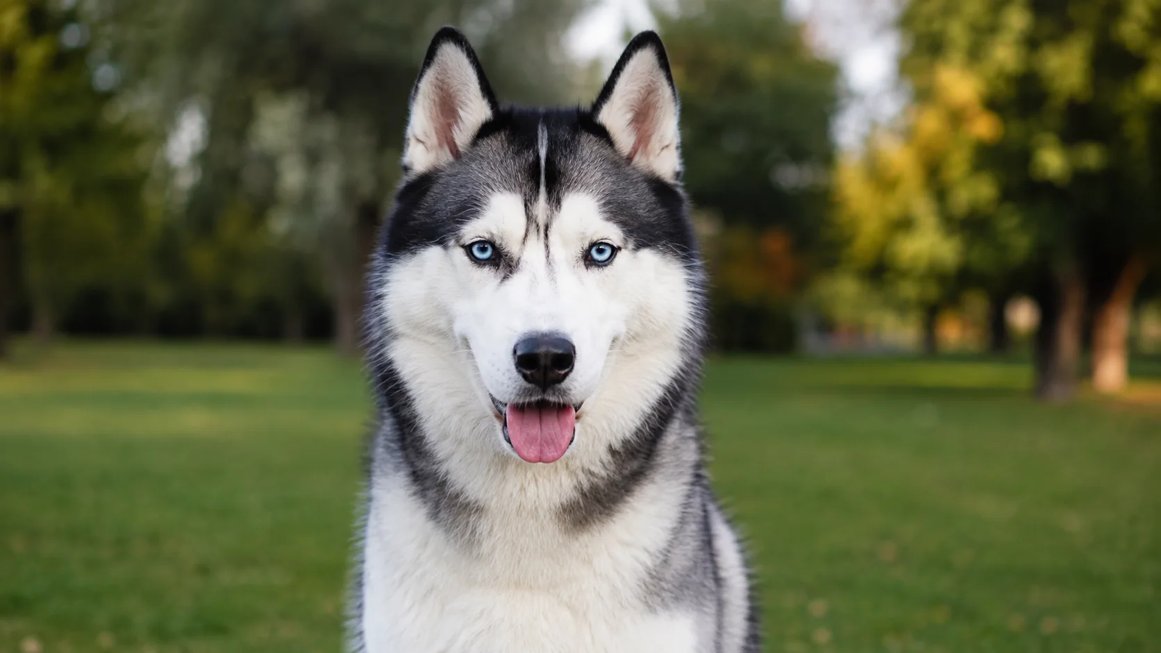 Szibériai Husky