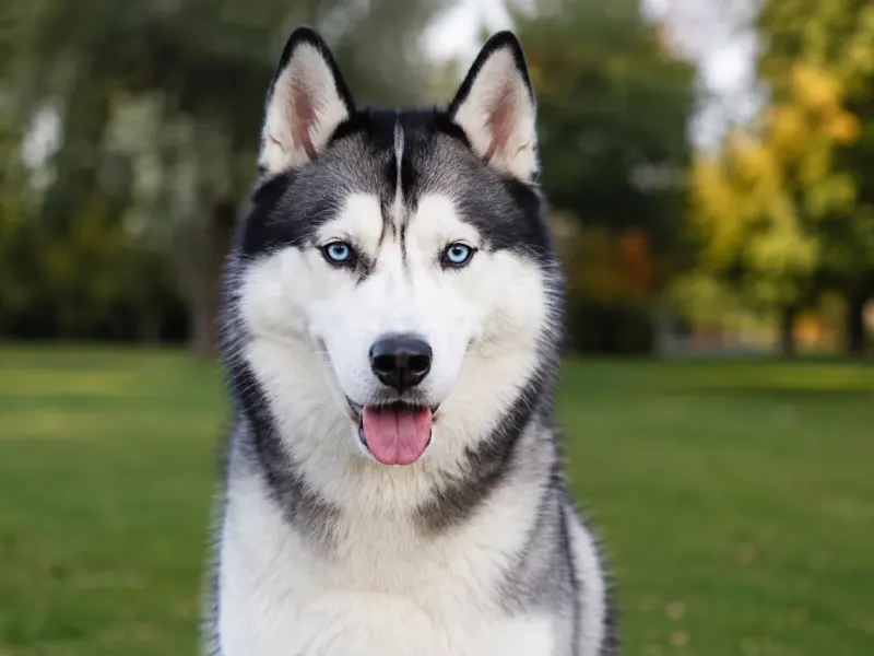 Szibériai Husky