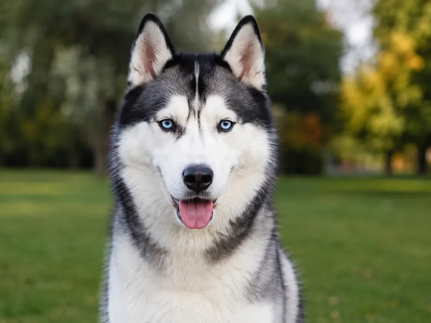 Szibériai Husky