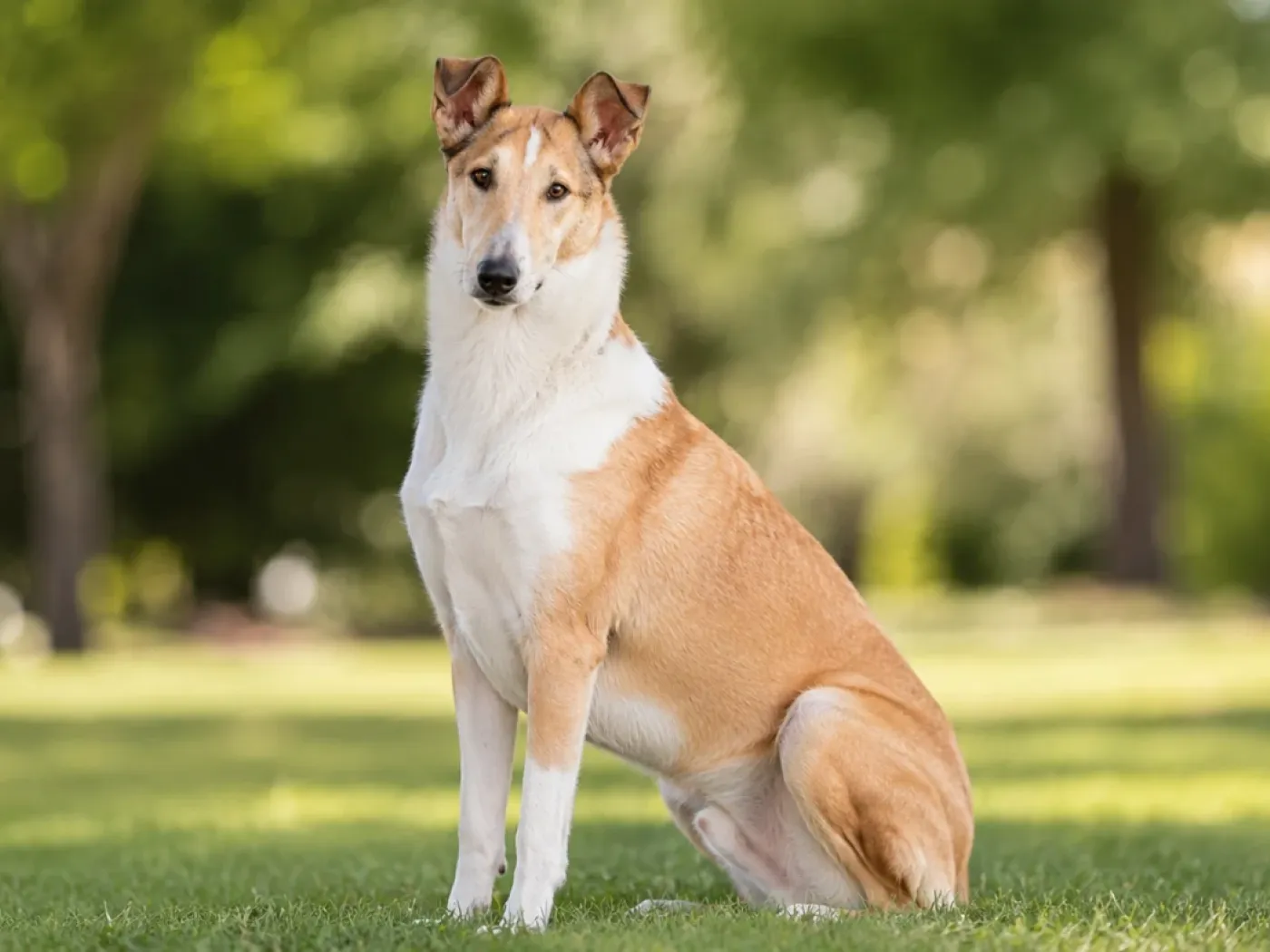 Collie rövidszőrű