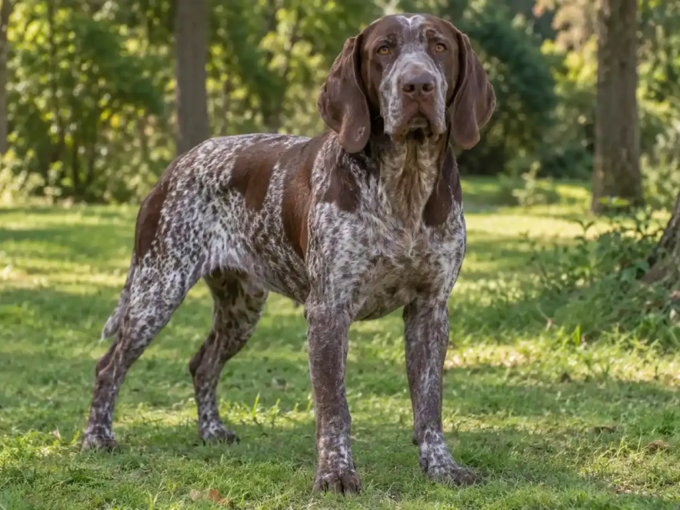 Burgosi vizsla