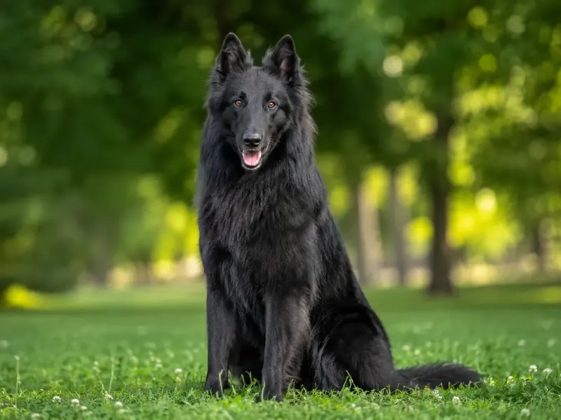 Belga Juhászkutya - Groenendael