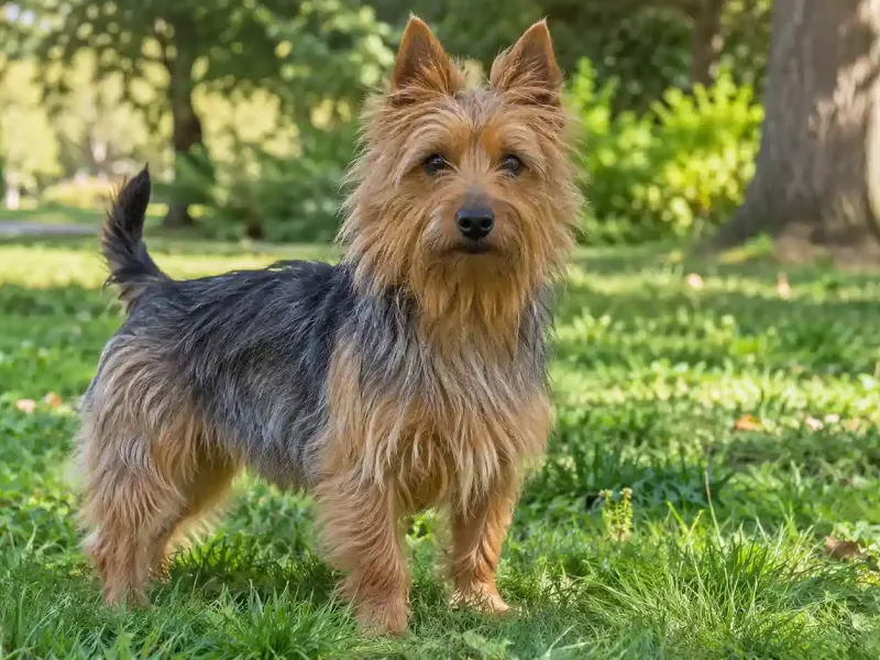 Ausztrál terrier