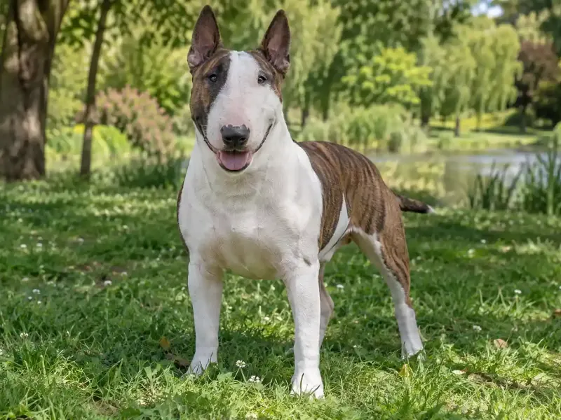 Bullterrier