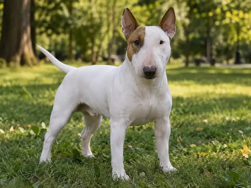 Miniatűr bullterrier