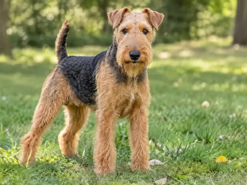 Lakeland terrier