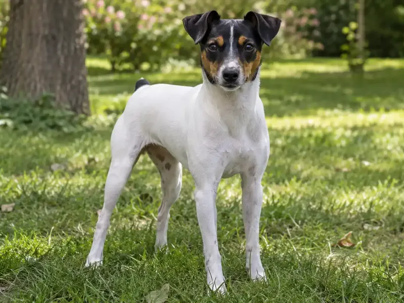 Japán terrier