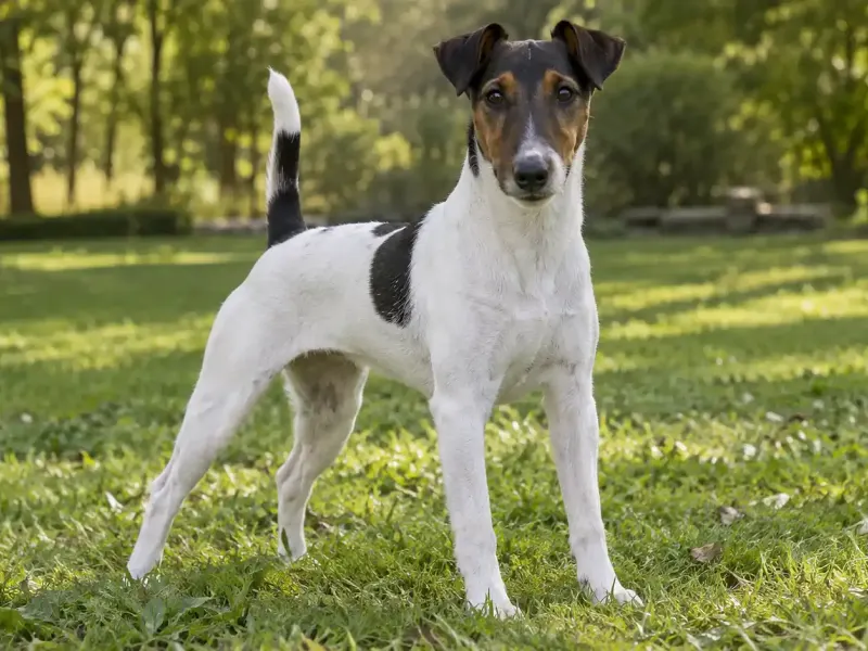 Foxterrier simaszőrű