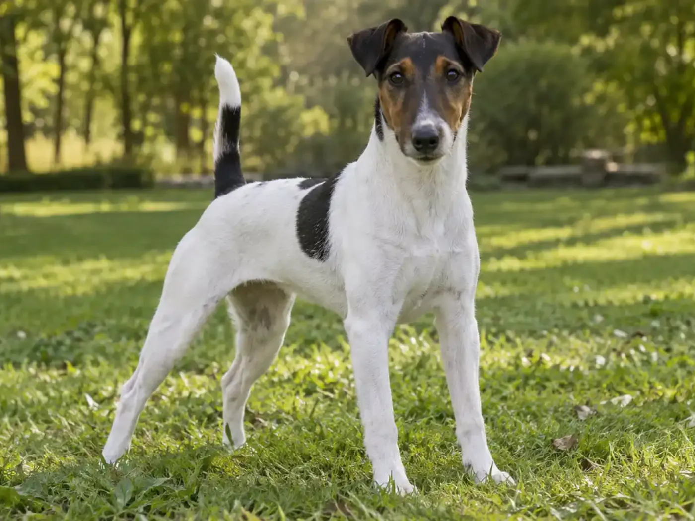 Foxterrier simaszőrű