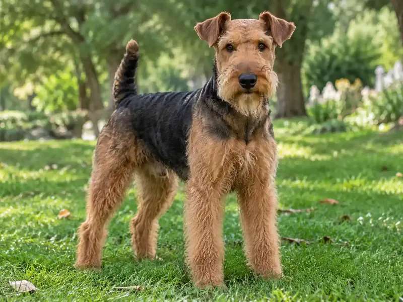 Welsh terrier