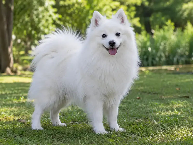 Japán spitz (Nihon supittsu)