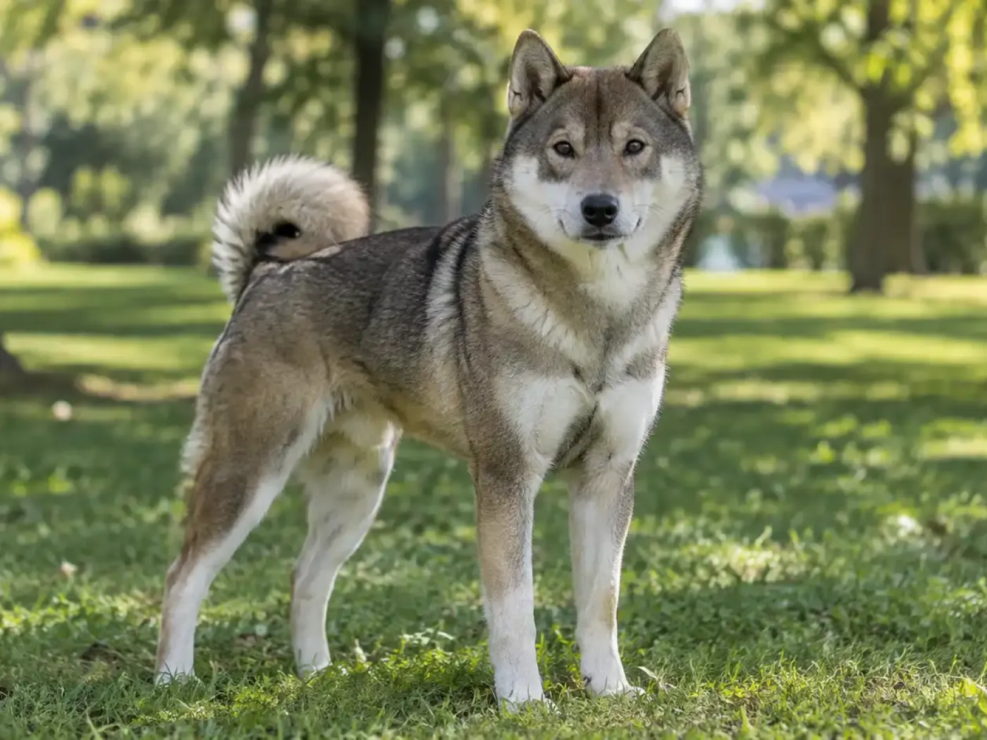 Shikoku