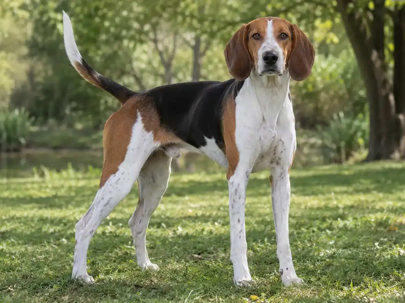 Amerikai Foxhound