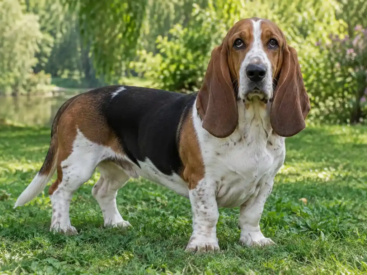 Basset Artésien Normand