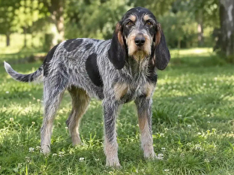 Gascogne-i kék griffon