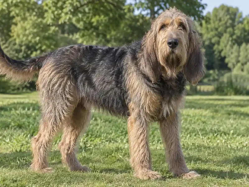 Otterhound