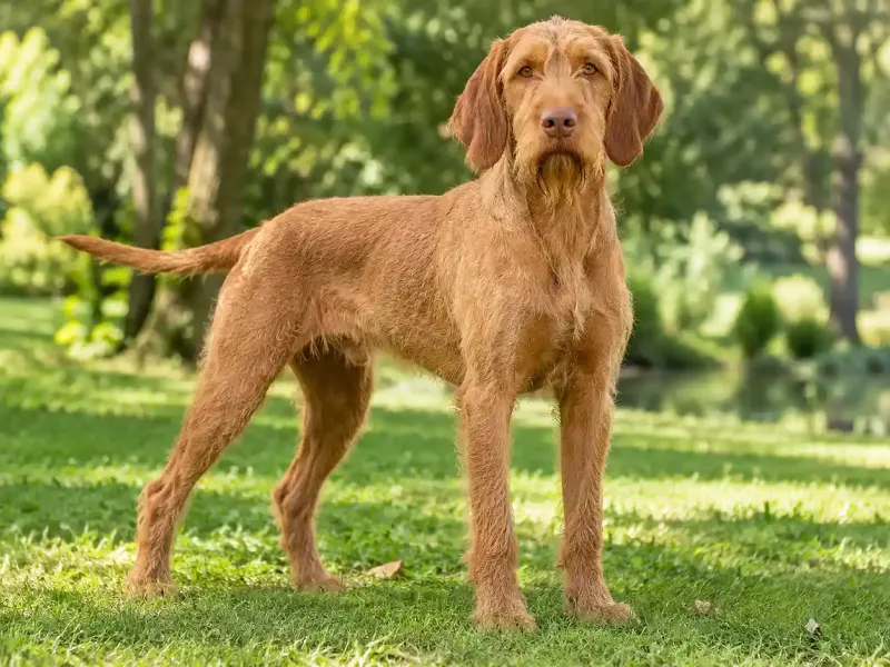Magyar vizsla drótszőrű
