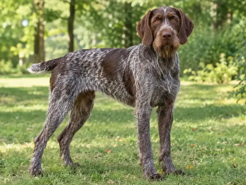Német vizsla szálkásszőrű