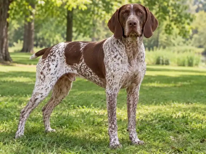 Pireneusi francia vizsla