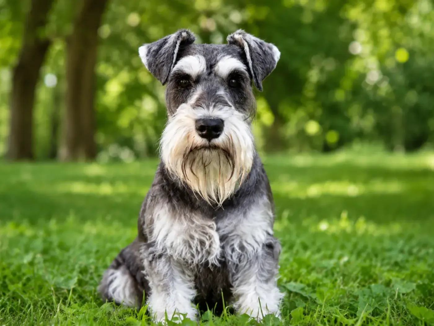 Közép schnauzer só-bors