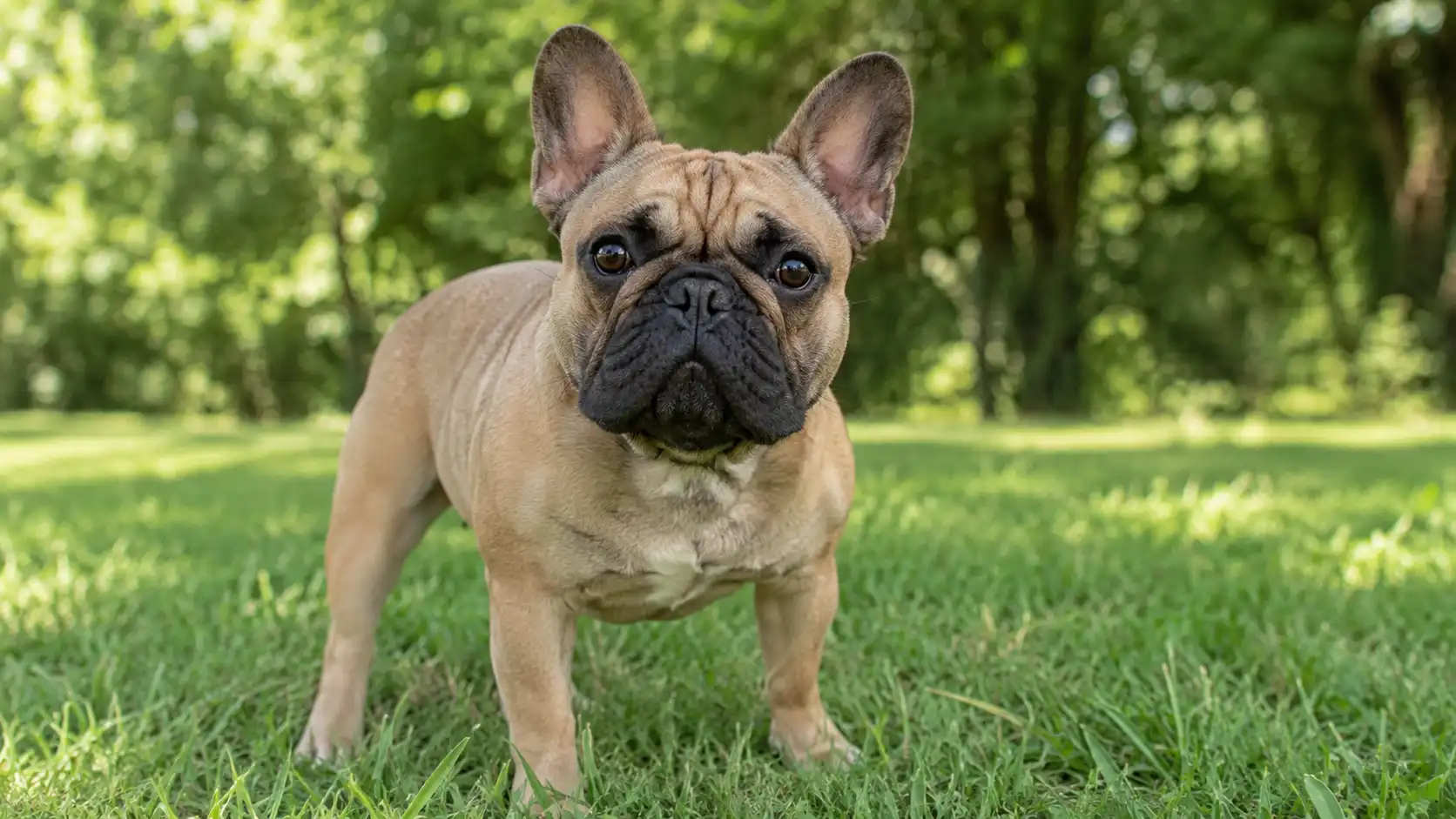 Francia bulldog