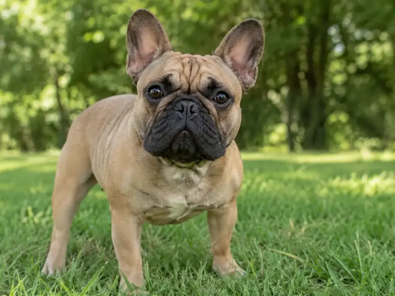 Francia bulldog