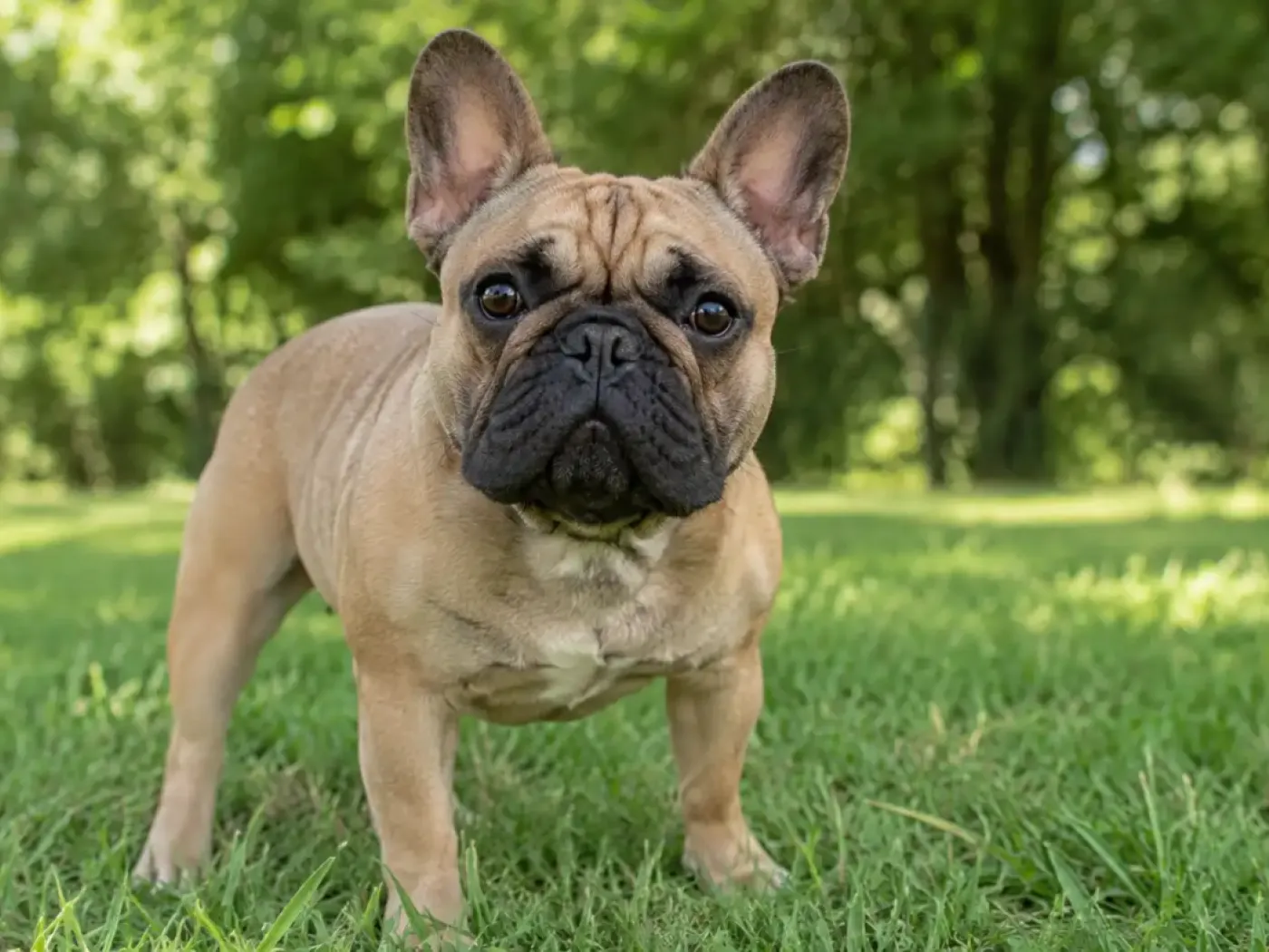 Francia bulldog