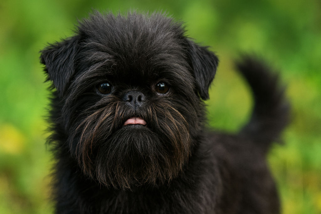 Majom pinscher, affenpinscher