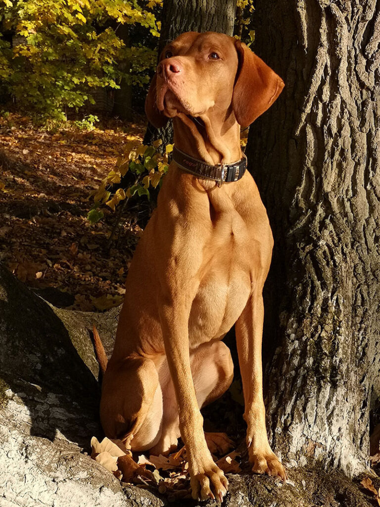 Magyar vizsla