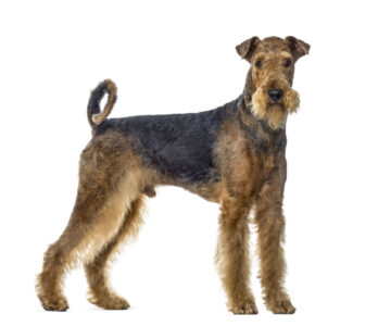 Airedale terrier