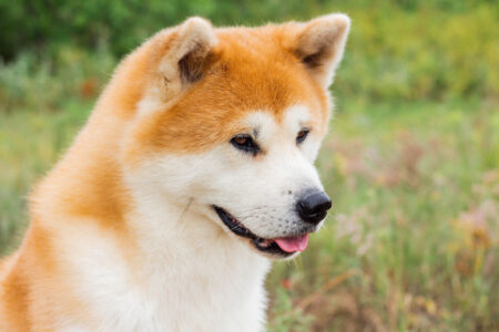 Akita