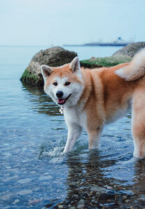 Akita